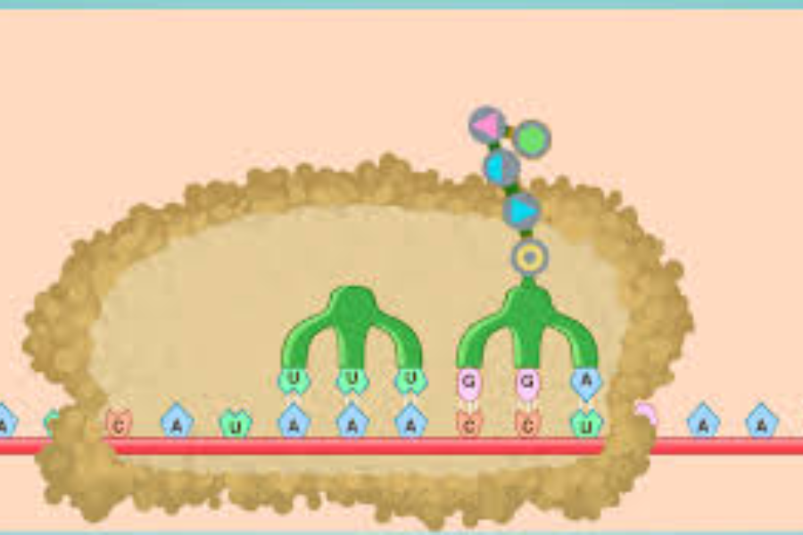 https //www.biology corner.com/ worksheets/dna-sim.html